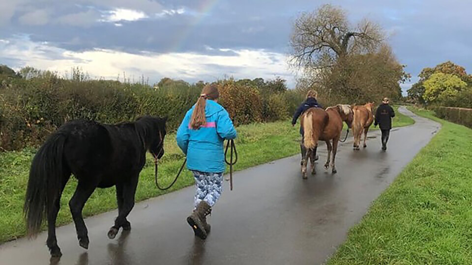 Transitions CIC Equine therapy 2 (002)