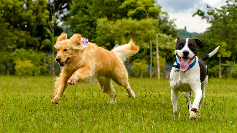 running dogs