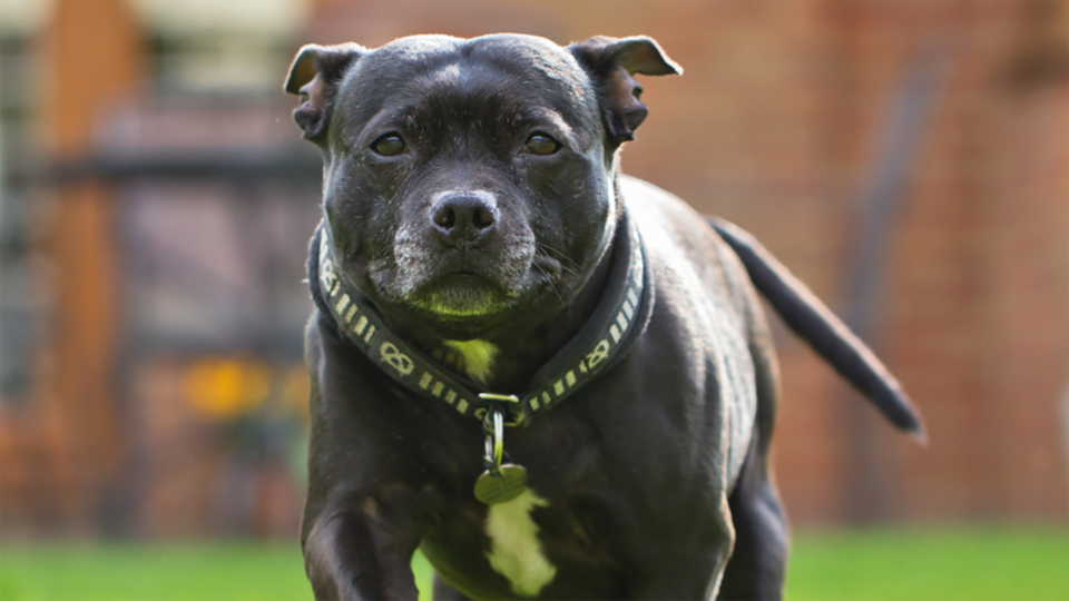 A Staffordshire bull terrier