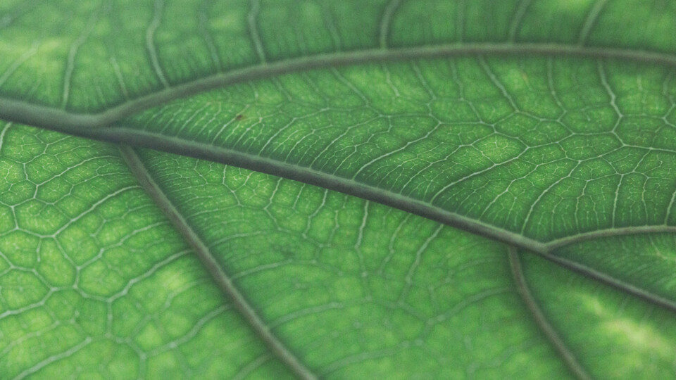 joshua-hoehne-6Wy8xa7cdgA-unsplash