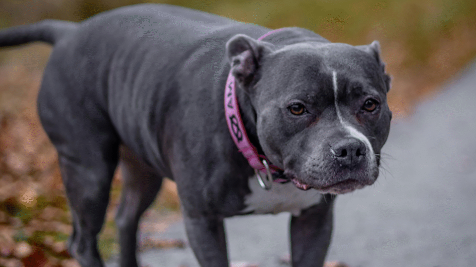 Grey bull terrier-type breed Grey bull terrier-type breed