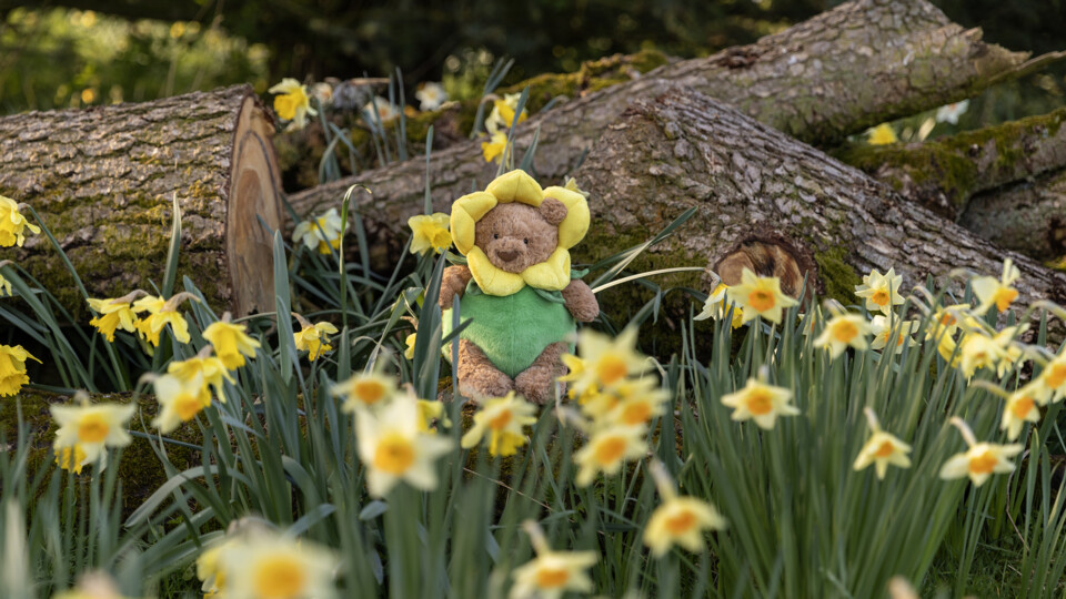 Bartholomew Bear Daffodil Outfit. Photo by James Drury