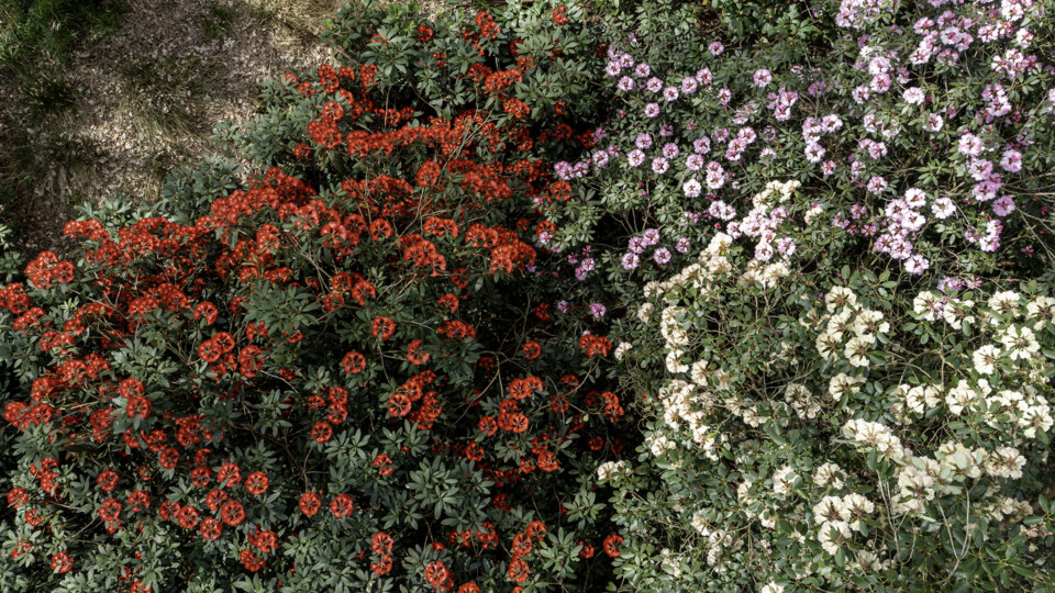 Blooms in Ray Wood. Photo by Nick Howard (1)