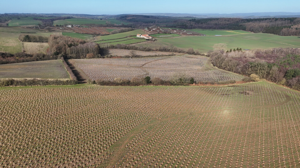 Saplings planted on the Castle Howard Estate. Photo by Castle Howard.