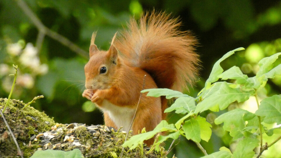 Red Squirrel at the Castle Howard Arboretum. Photo credit Castle Howard Arboretum. (3)