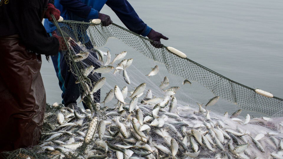 On the fisherman boat,Catching many fish