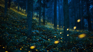 Kazuaki Koseki, Golden forest,2020 (1)
