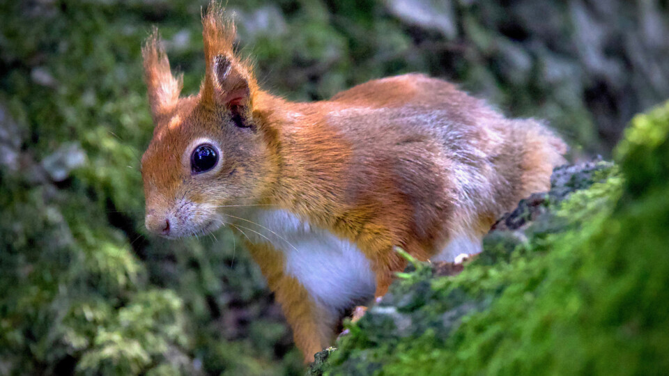 David Attenborough the Red Squirrel. Photo by Marion Hayhurst (1)